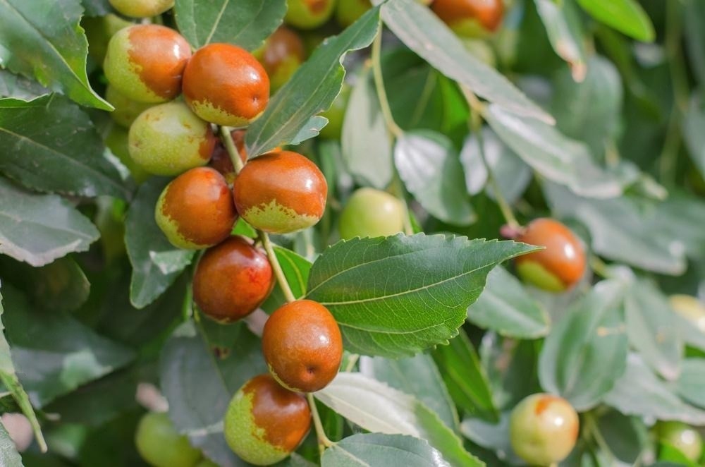 Lire la suite à propos de l’article Découvre les bienfaits exceptionnels du Jojoba pour une peau radieuse